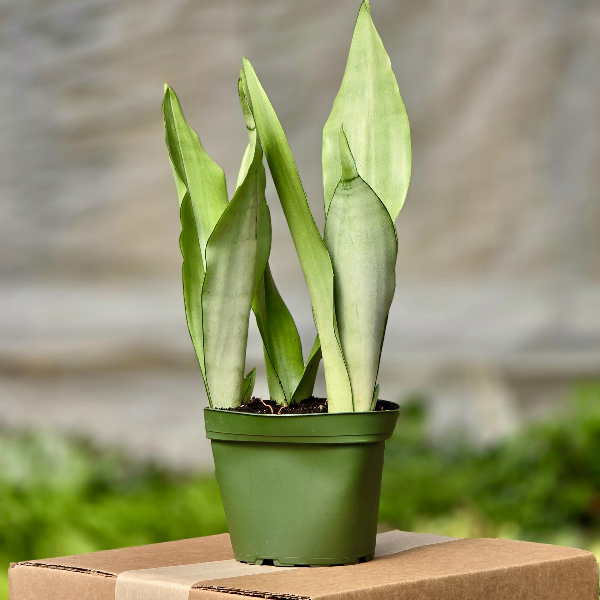small moonshine snake plant Snake Moonshine – Plants-Zen