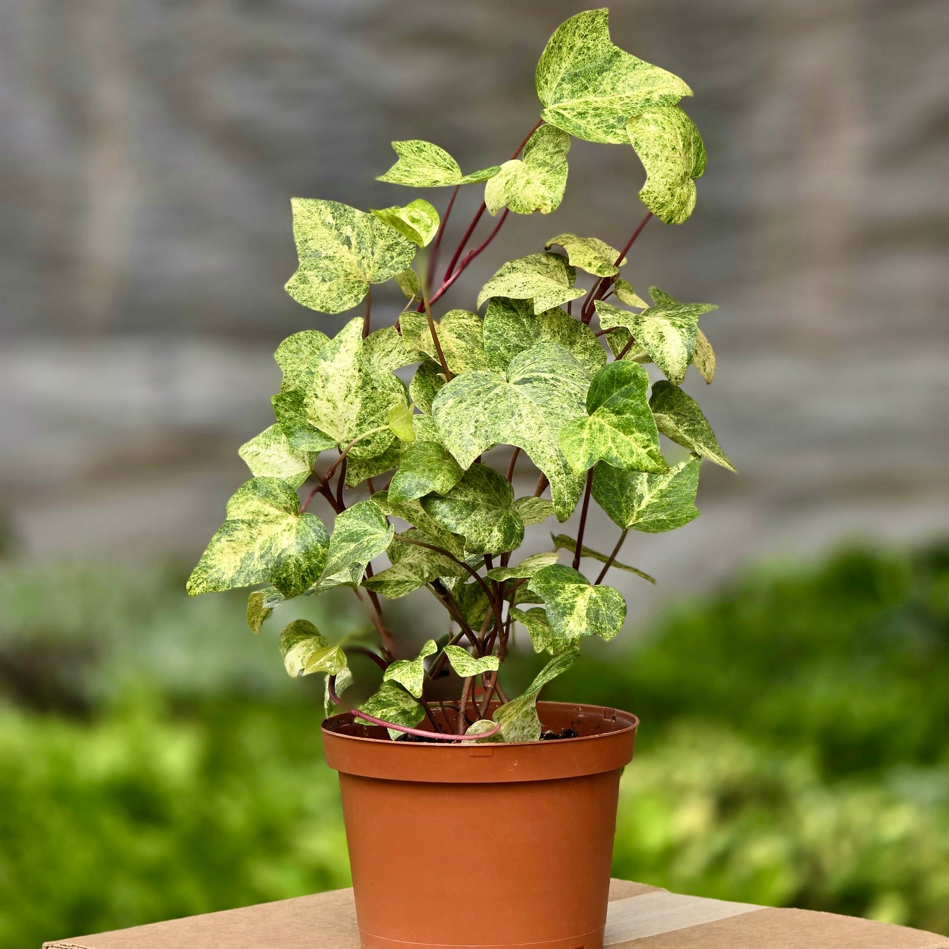 green and white ivy house plant Tropical Blizzard Ivy (6in)