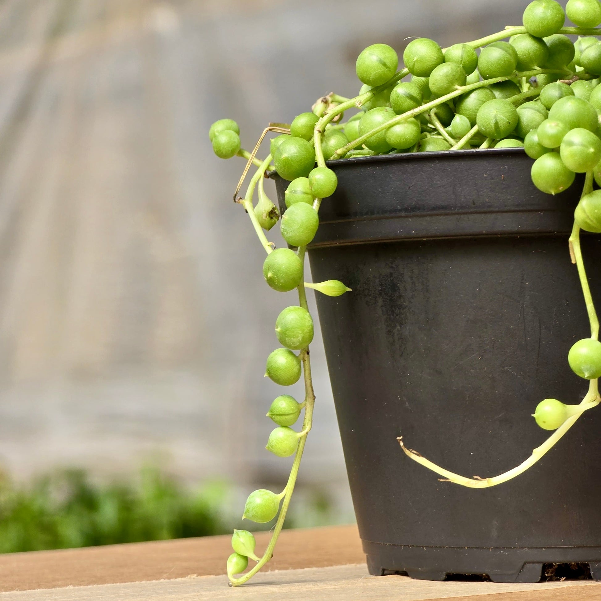 string of grapes succulent 9GreenBox - String of Pearls, Senecio rowleyanus