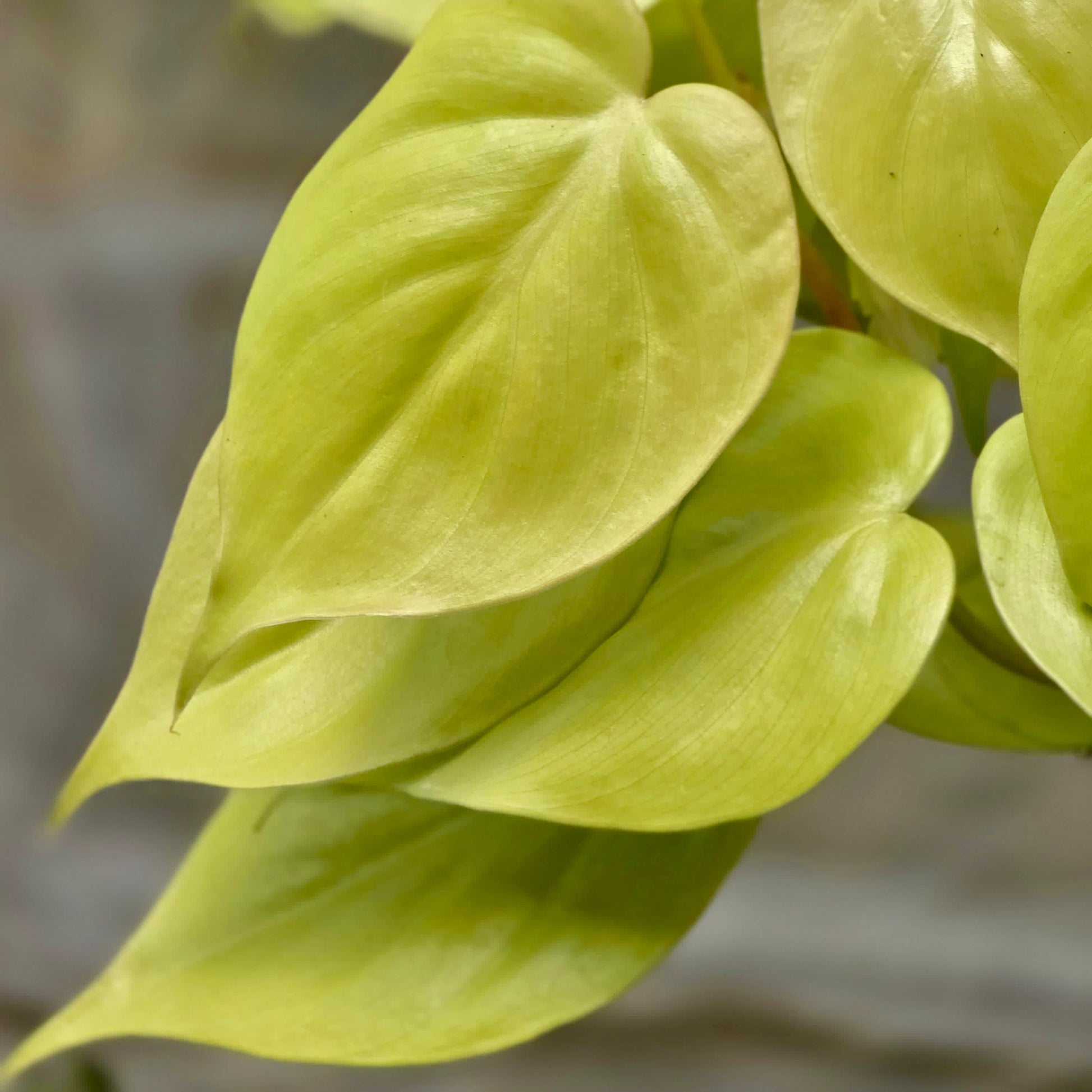 neon philodendron cordatum Philodendron Neon (Philodendron Hederaceum 'Neon') 6 in