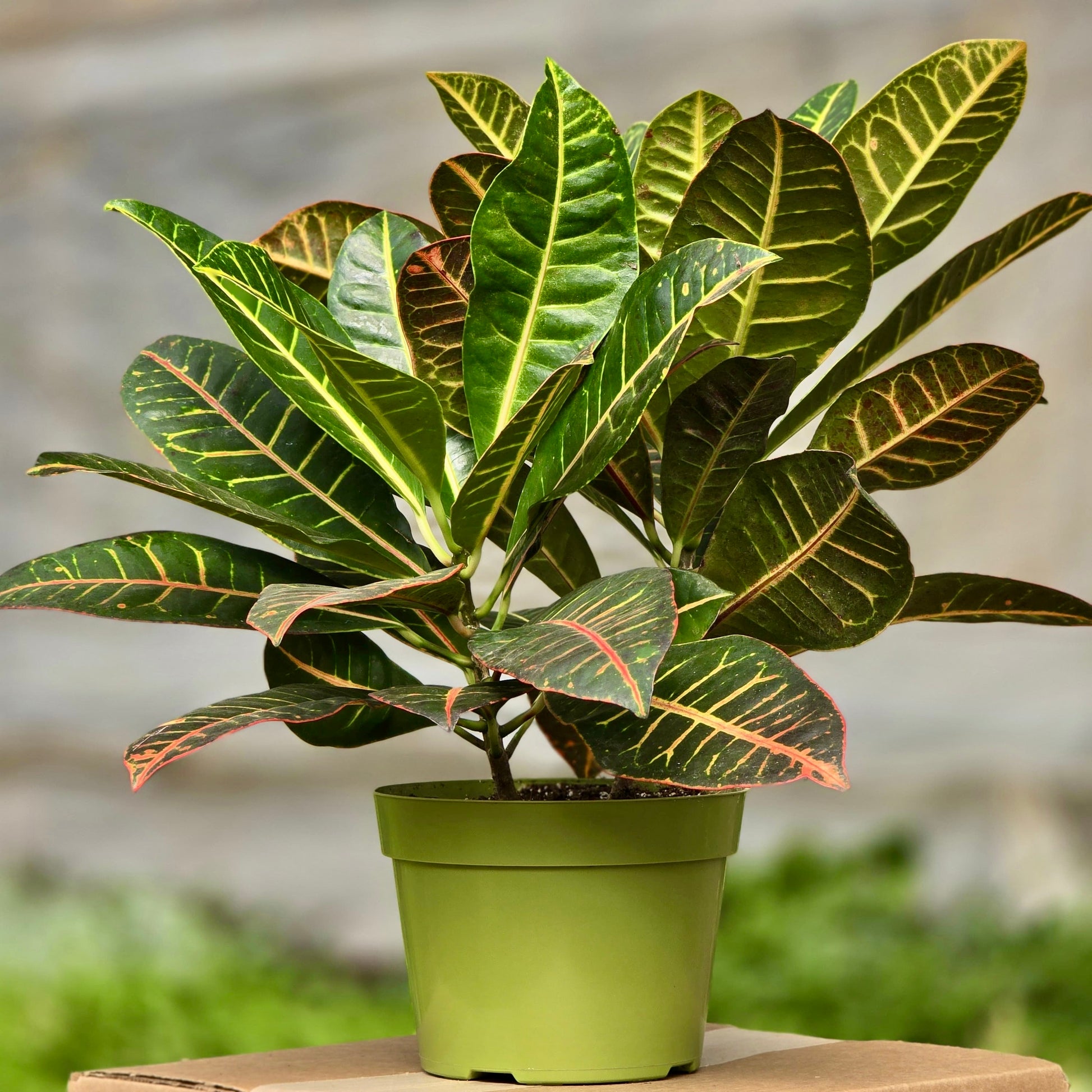 croton petra house plant Croton Petra Indoor Plant 4-6 Hr Sun