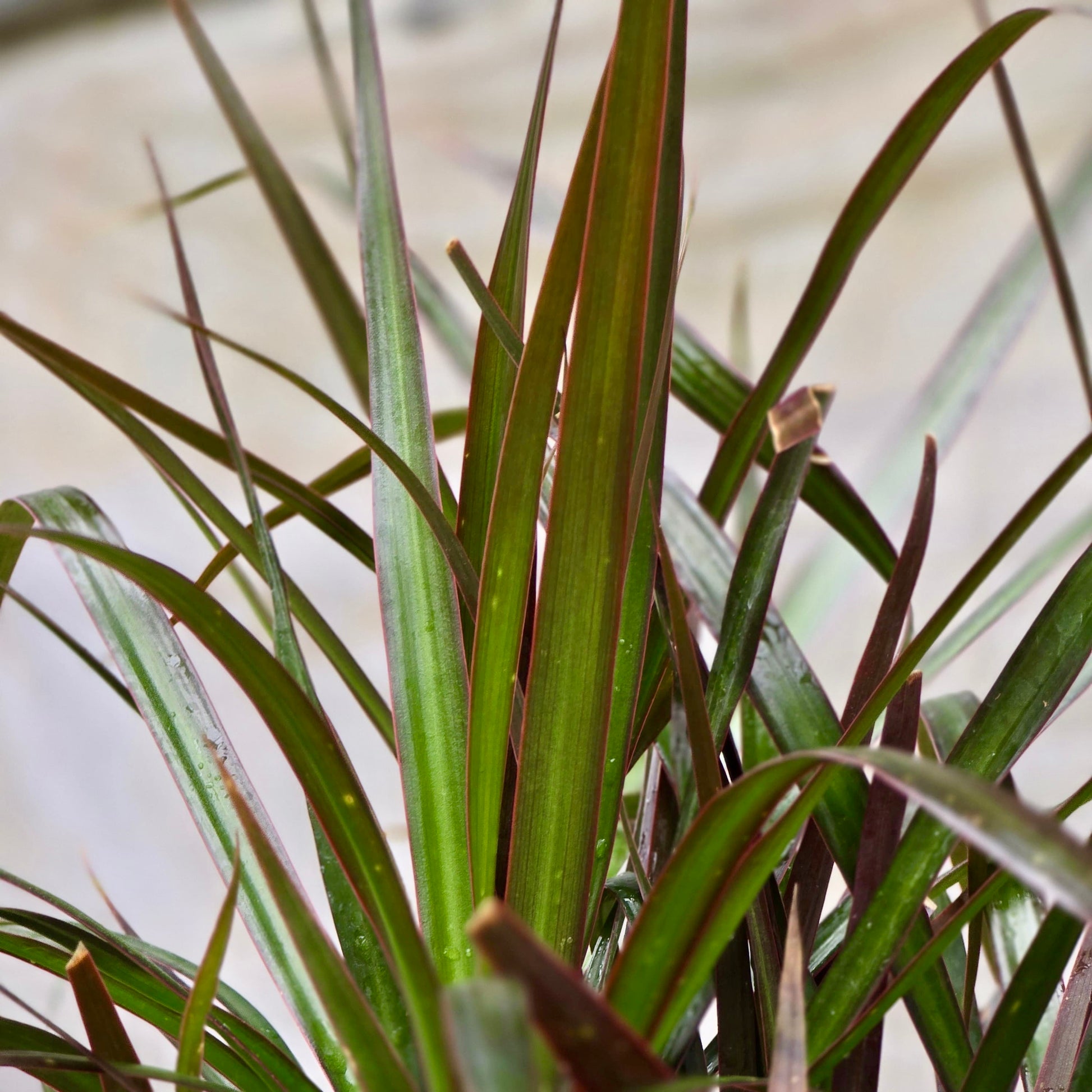 dracaena marginata cane 4 in. Dracaena Marginata (Dracaena Marginata) Plant in Grower Pot