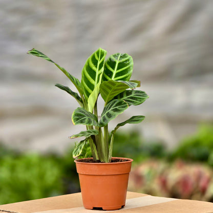 zebrina house plant Calathea Zebrina