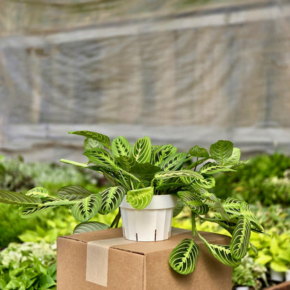 lemon lime prayer plant near me Maranta Leuconeura Lemon Lime Prayer Plant Nursery 4"