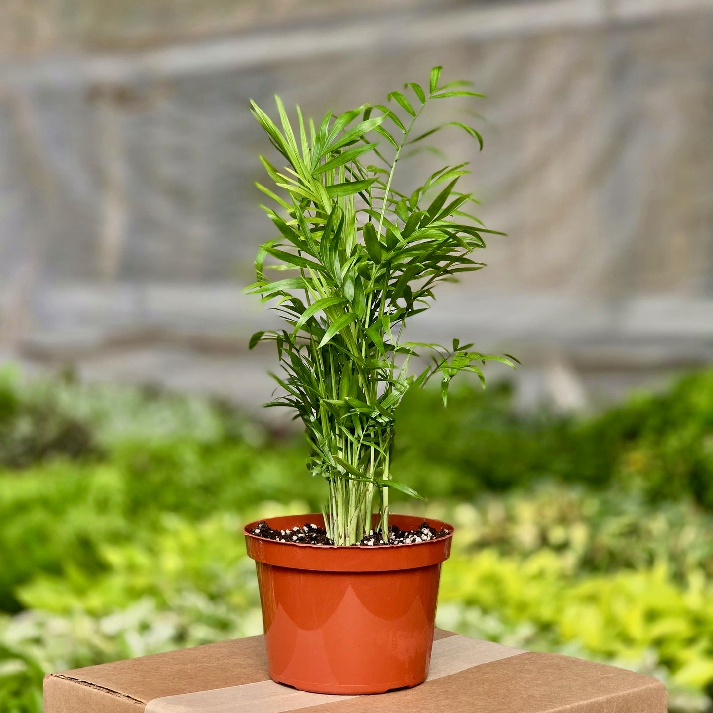 where can i buy a parlor palm Parlor Palm Neanthe Bella Palm