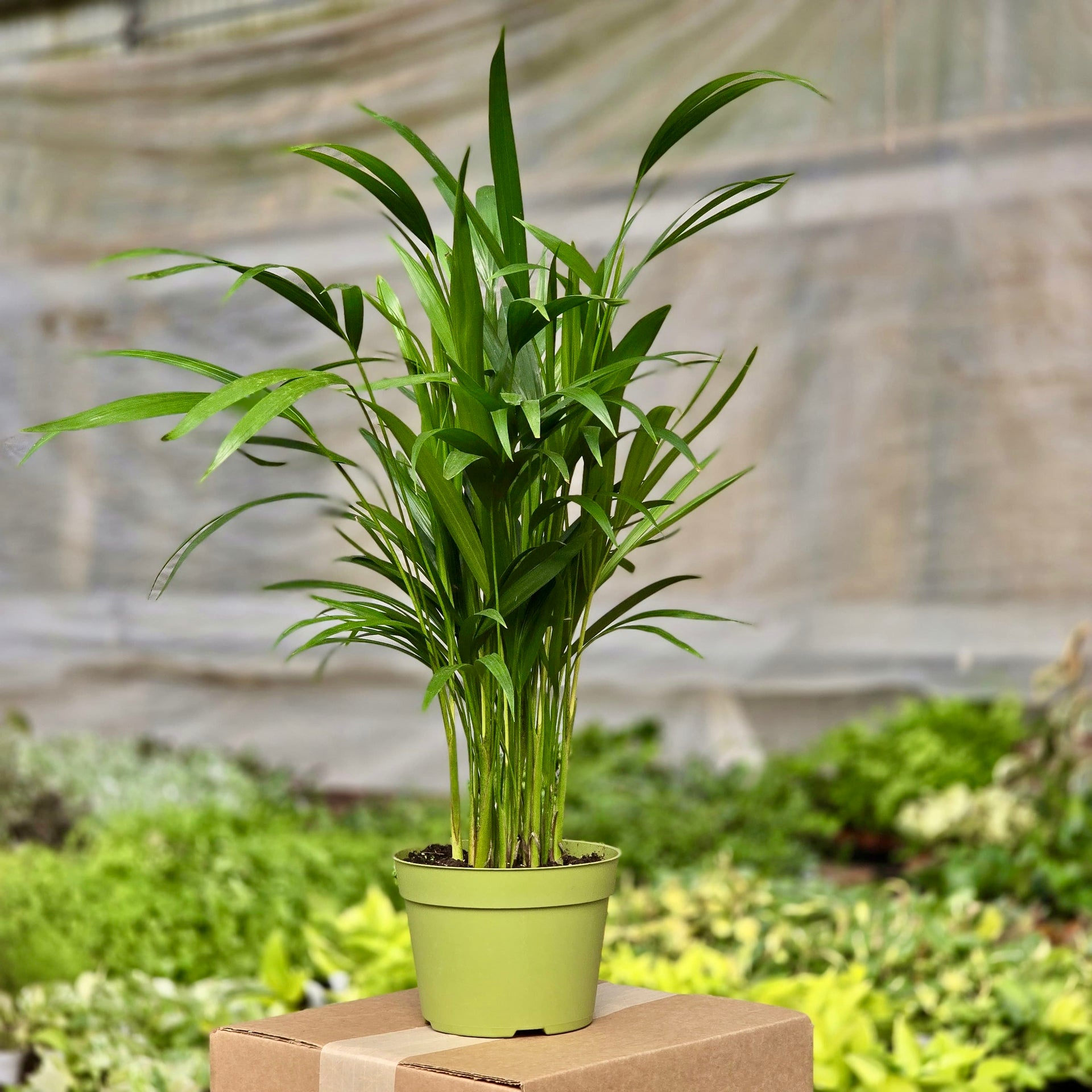 la palma areca Palma Areca – Plants-Zen