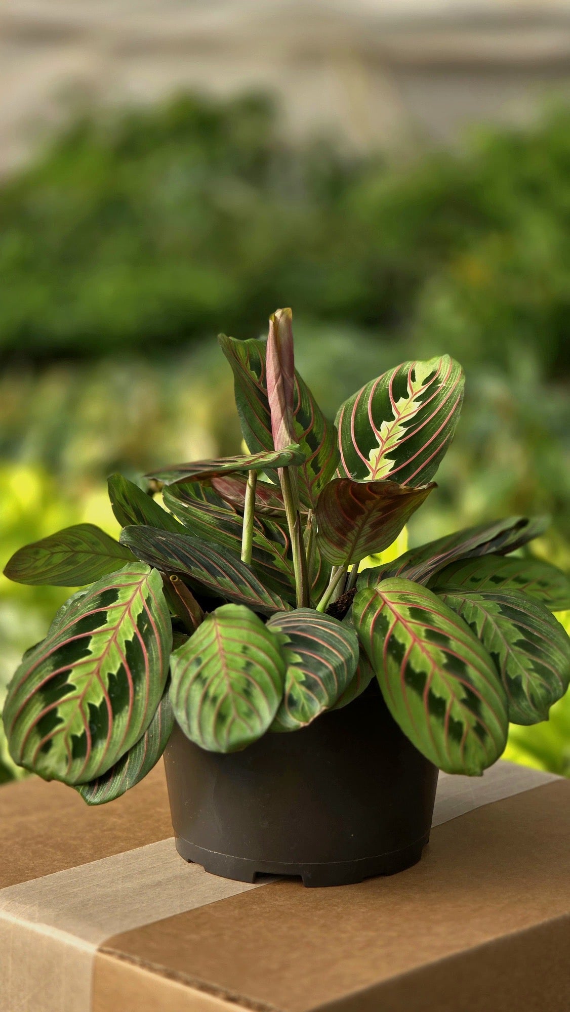 maranta prayer plant red Maranta 'Prayer Plant' Red 6"