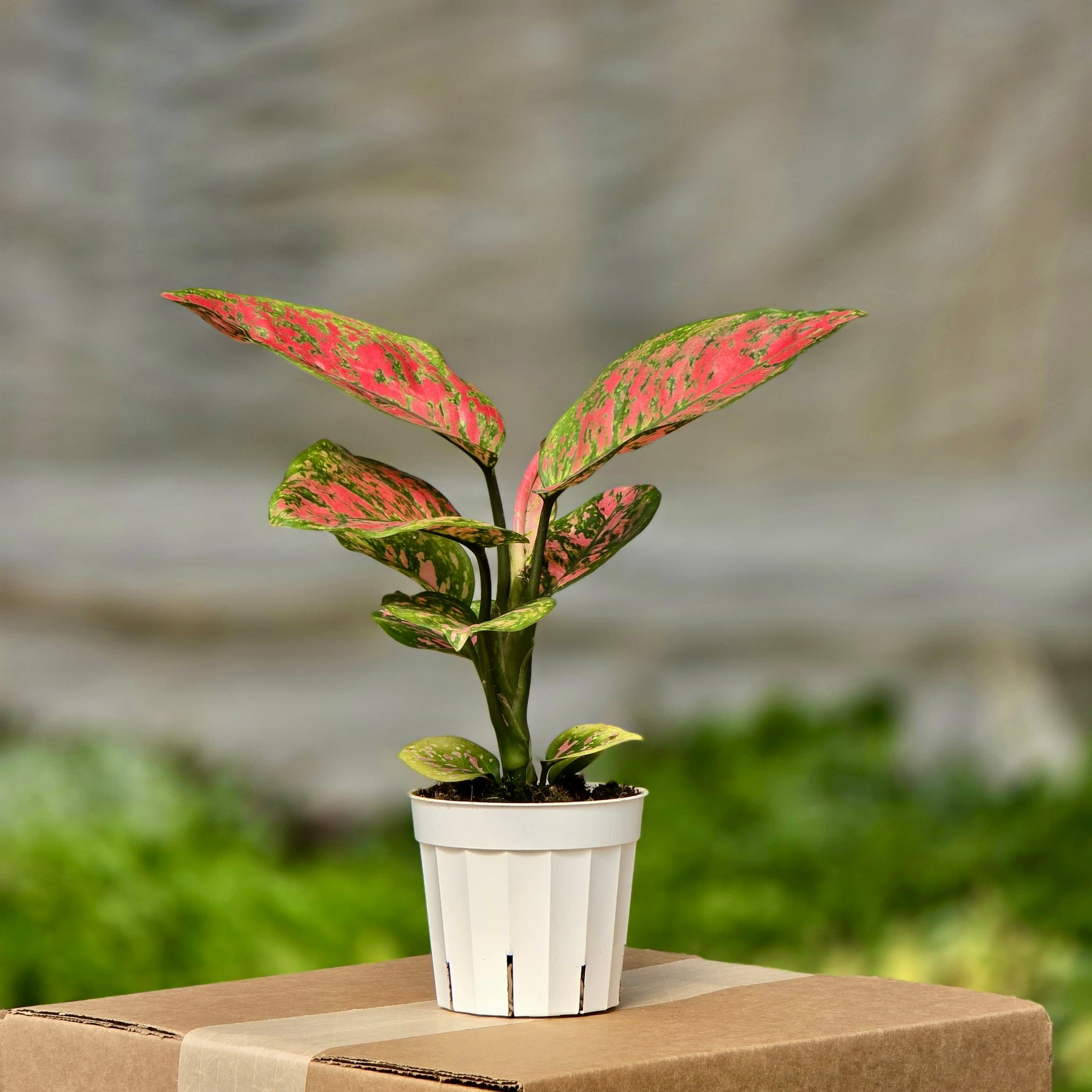 aglaonema green lady Red Lady Valentine Chinese Evergreen Plant - Aglaonema