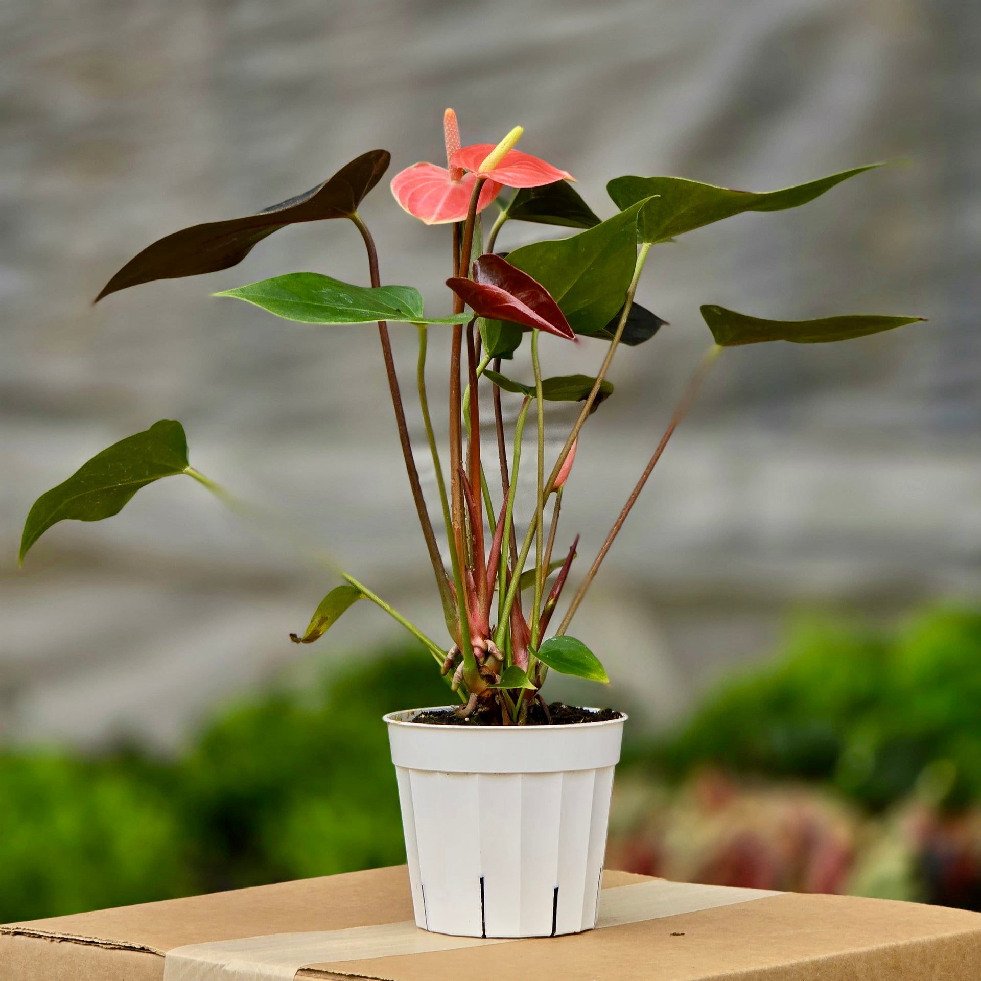 Anthurium Rainbow Champs – Plants-Zen