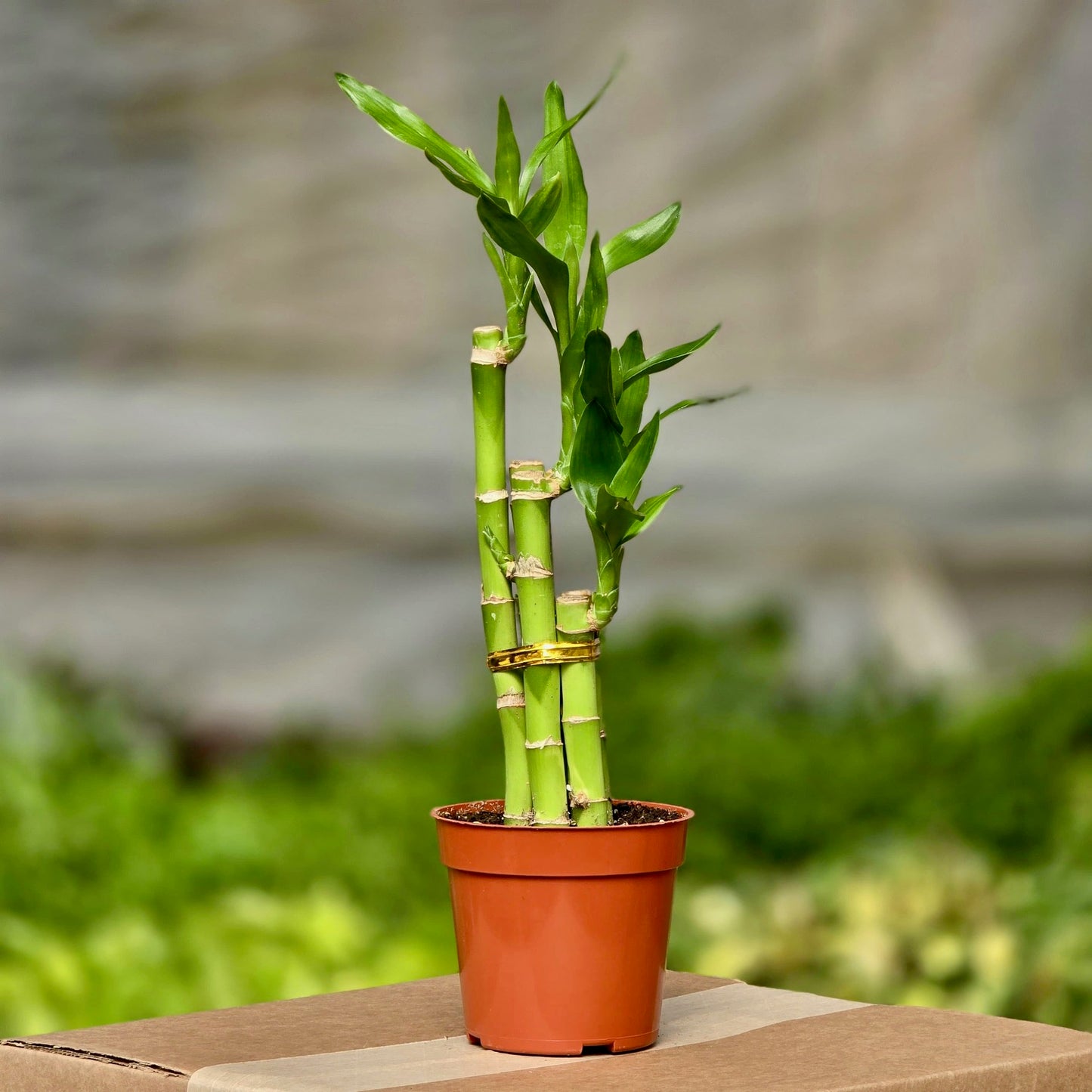 dracaena kinds of bamboo plants Dracaena Lucky Bamboo