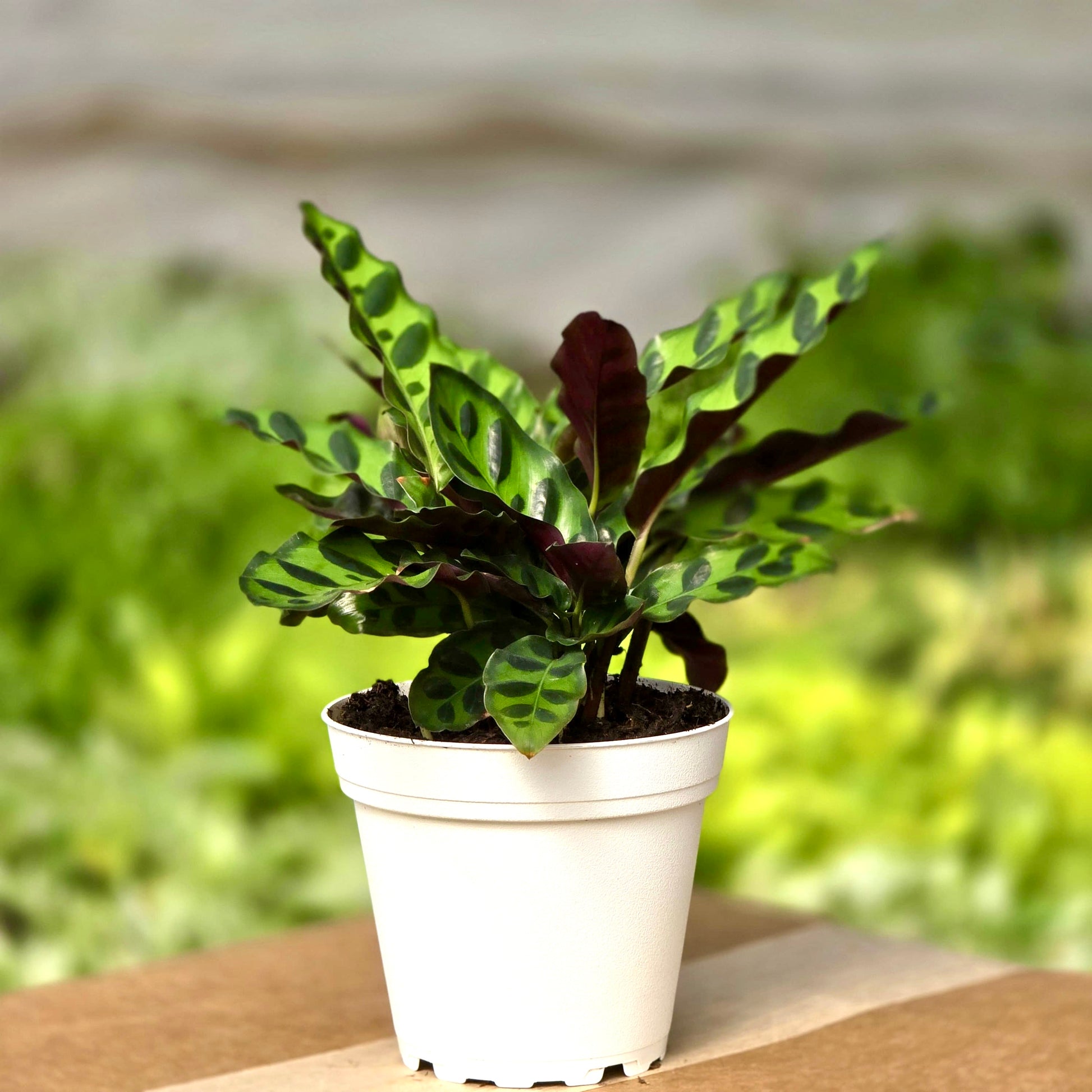calathea rattle snake plant Calathea Rattlesnake (Lancifolia)
