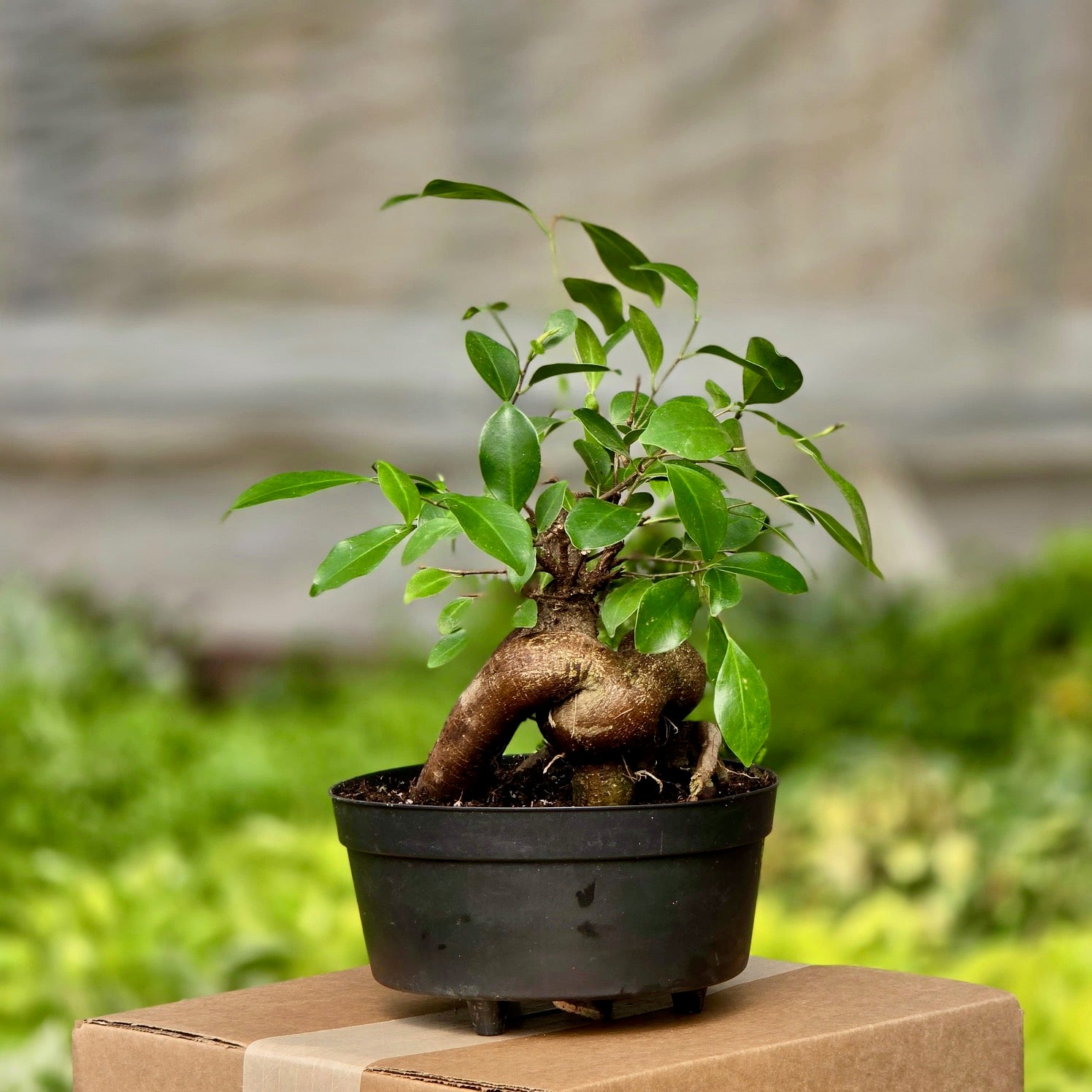 Ficus Ginseng