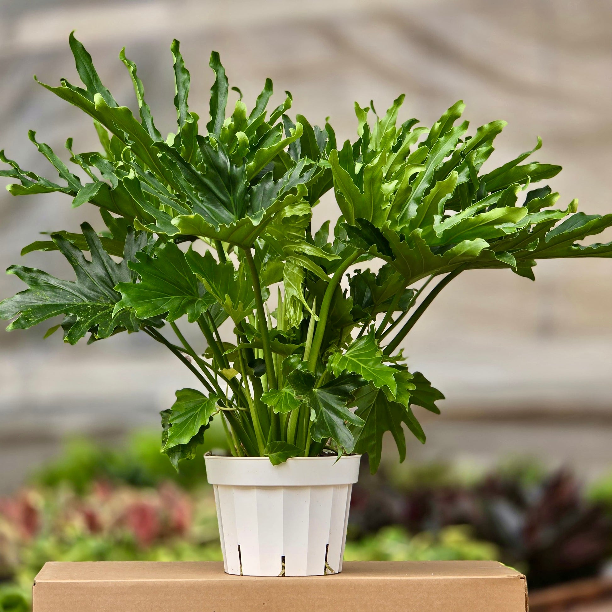 little hope philodendron Philodendron Lickety Split (Little Hope) – Plants-Zen