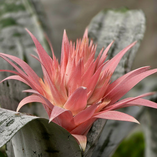 Flowers - Bromeliad Silver Vase - May