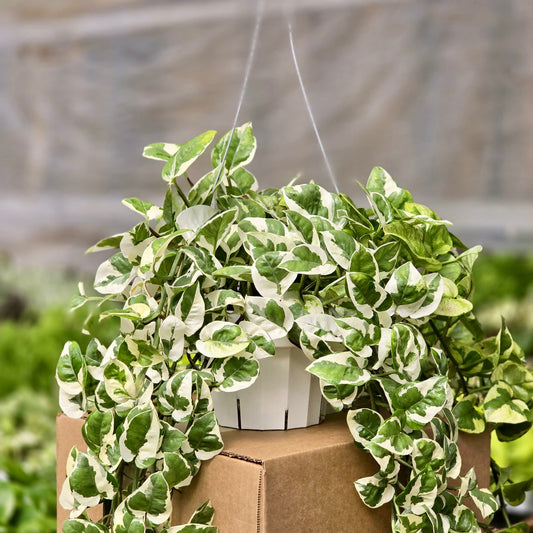 Indoorplant - Pothos N’joy - May