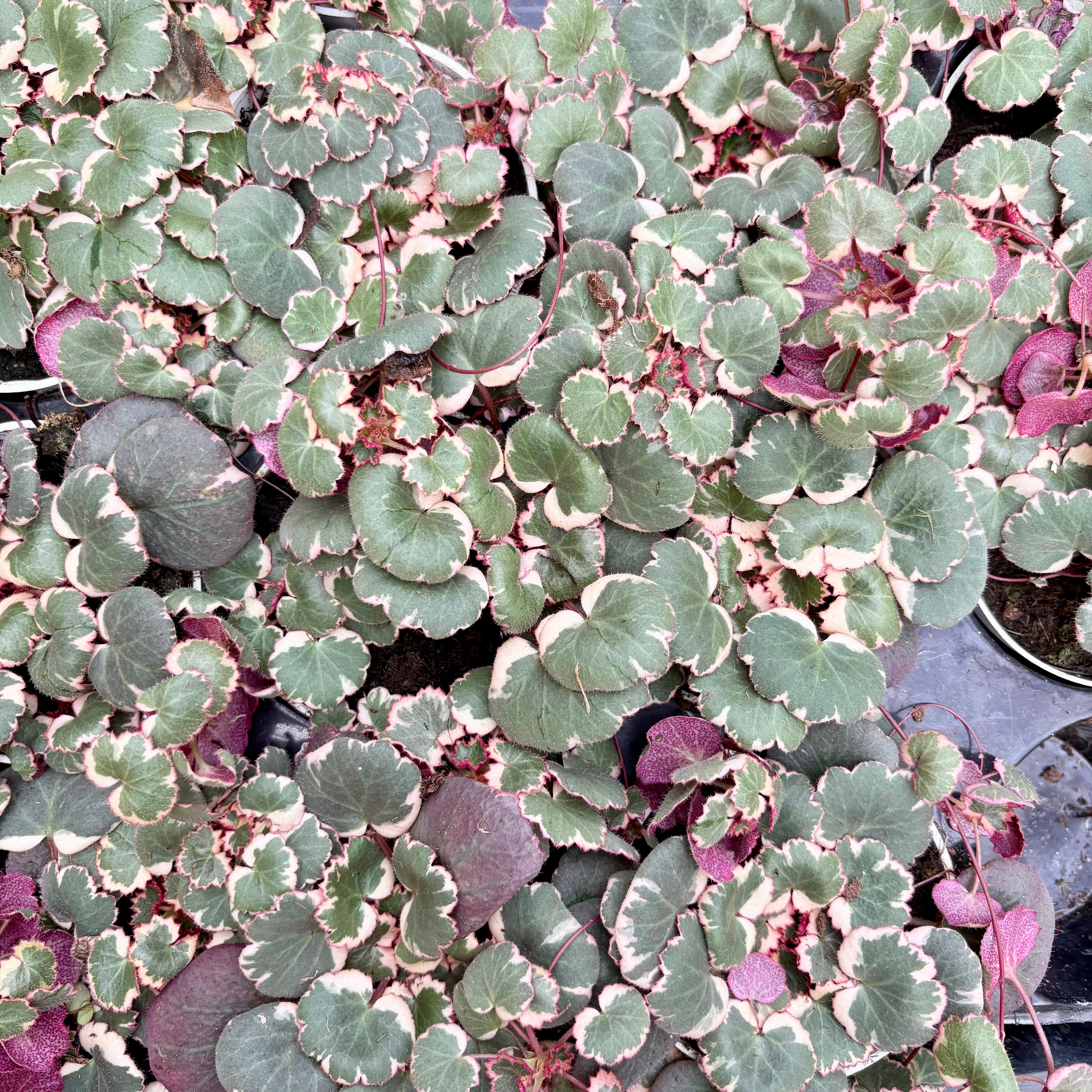 Indoorplants,Houseplants,ShipNationwide,Flowers,Petfriendly