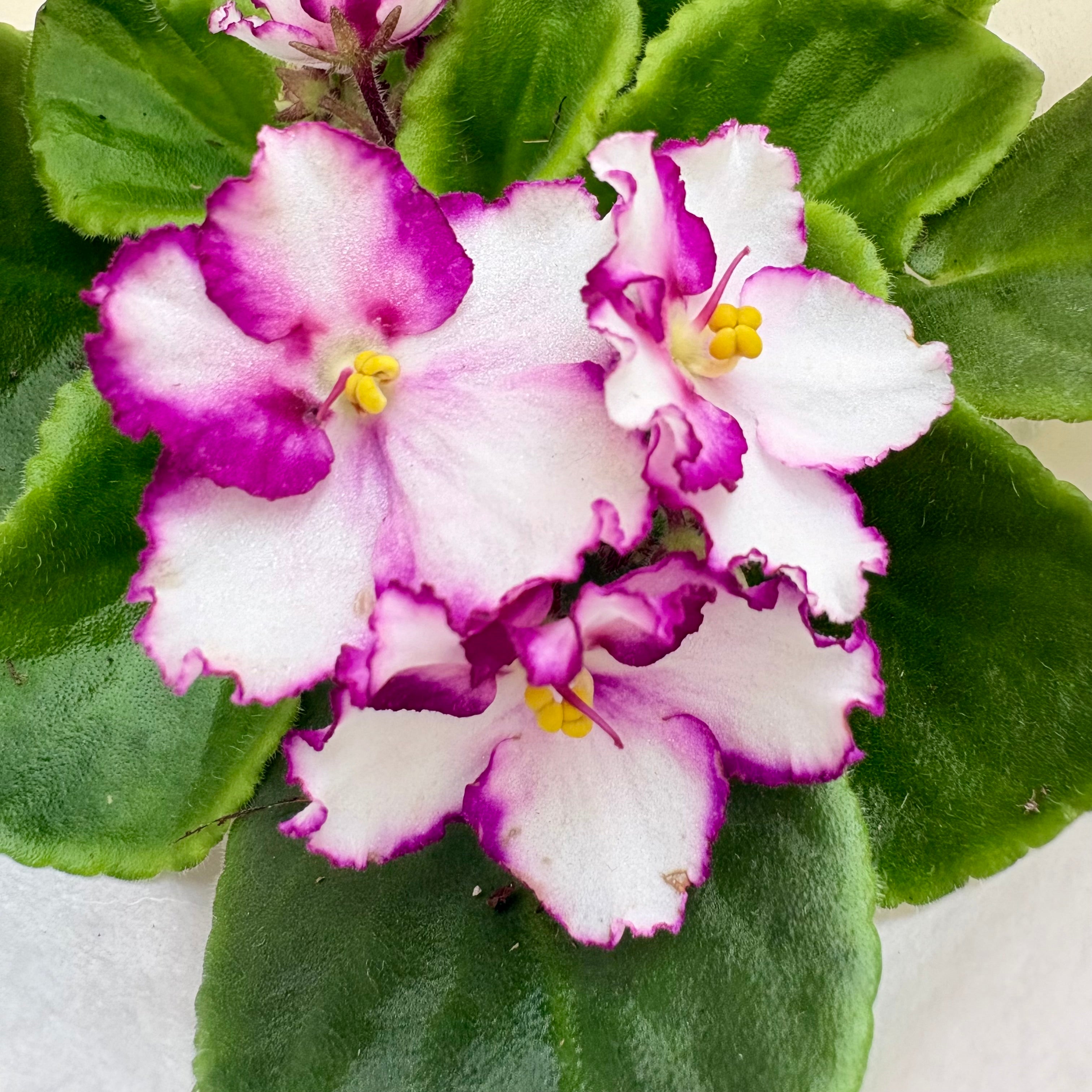 Indoorplants,Houseplants,ShipNationwide,Flowers,Petfriendly