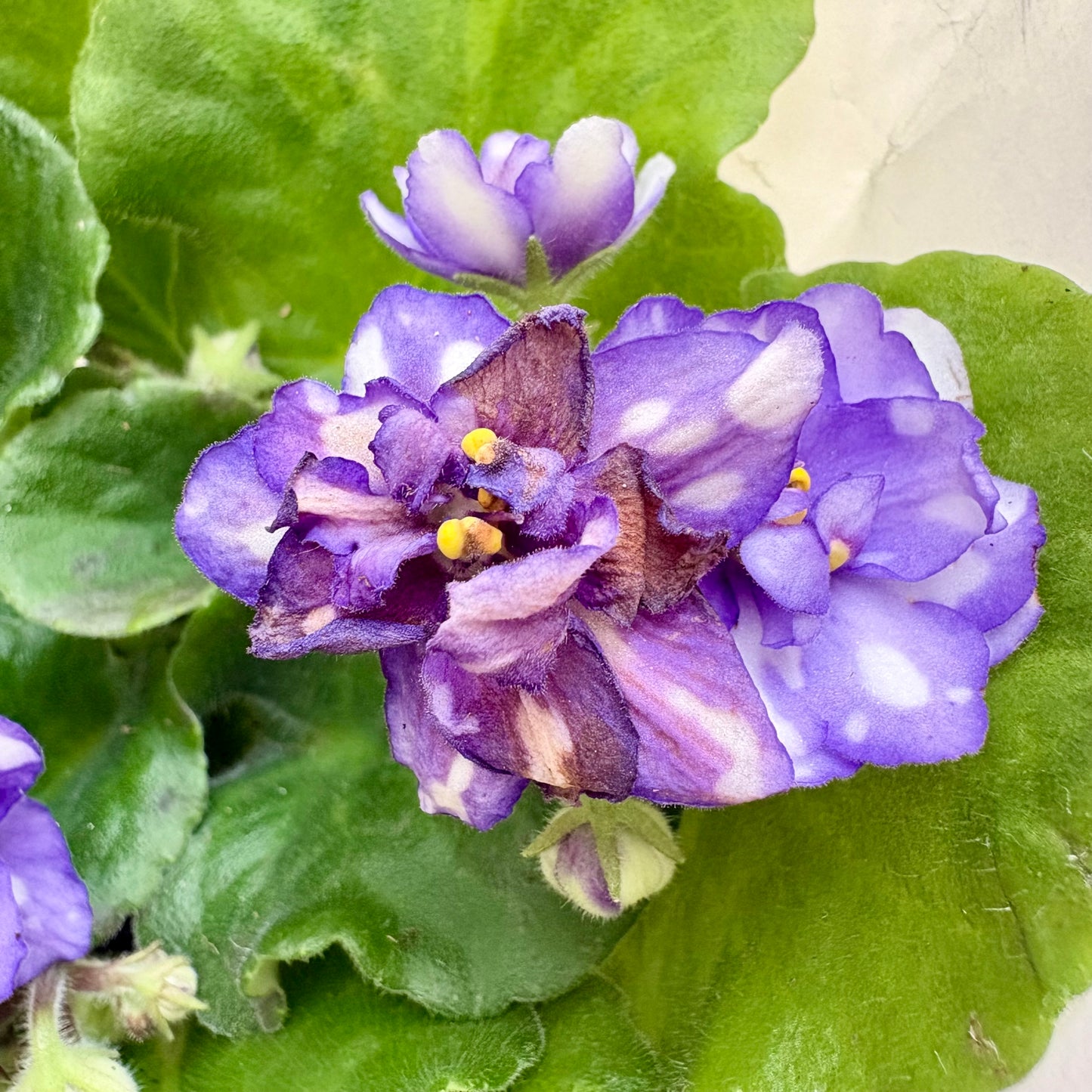 African Violet Purple