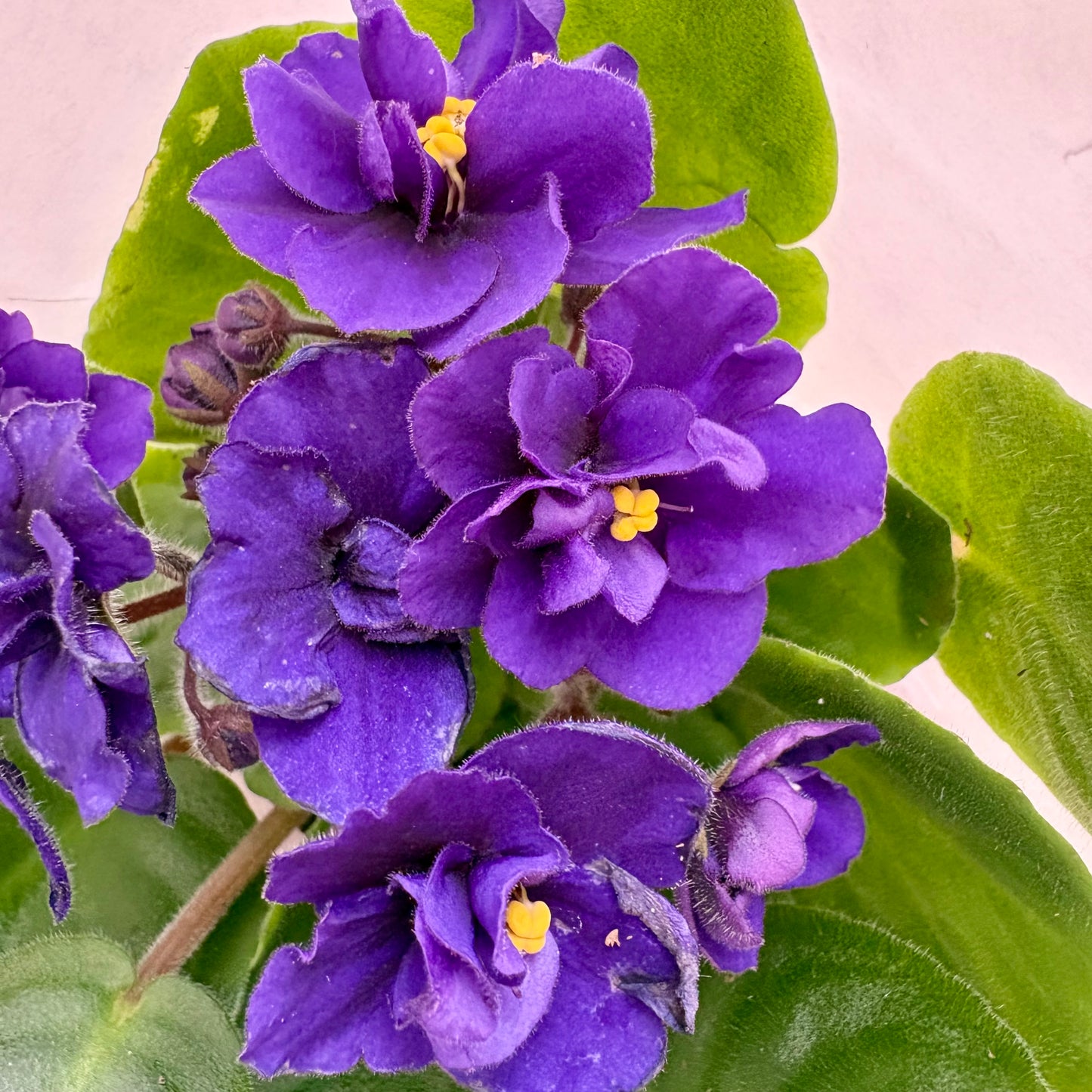 African Violet Purple