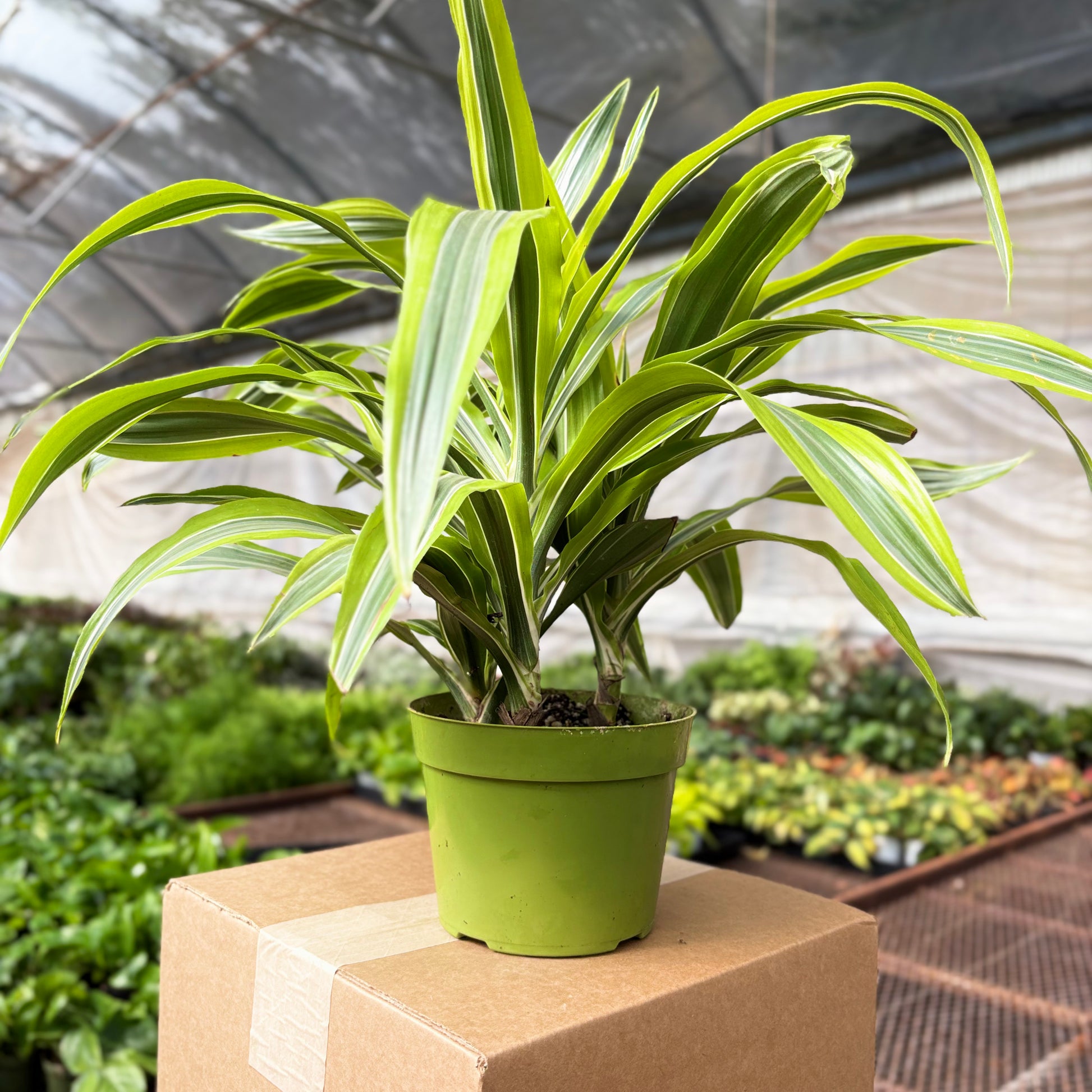 dracaena lime Lemon Lime Dracaena 6" Plant | Delivered in Biodegradable Pot