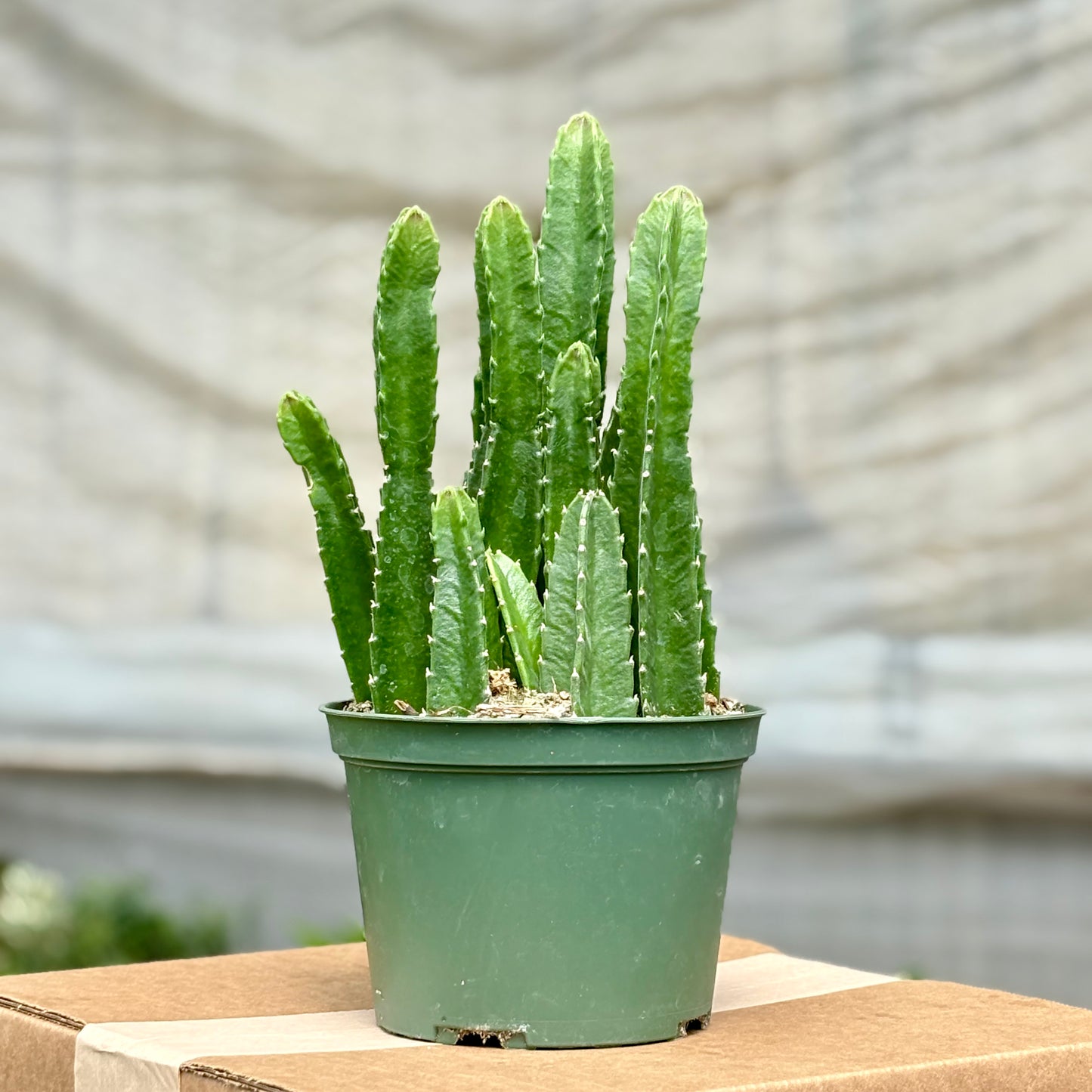 starfish cactus succulent Cactus Stapelia Gigantea (Starfish) – Plants-Zen
