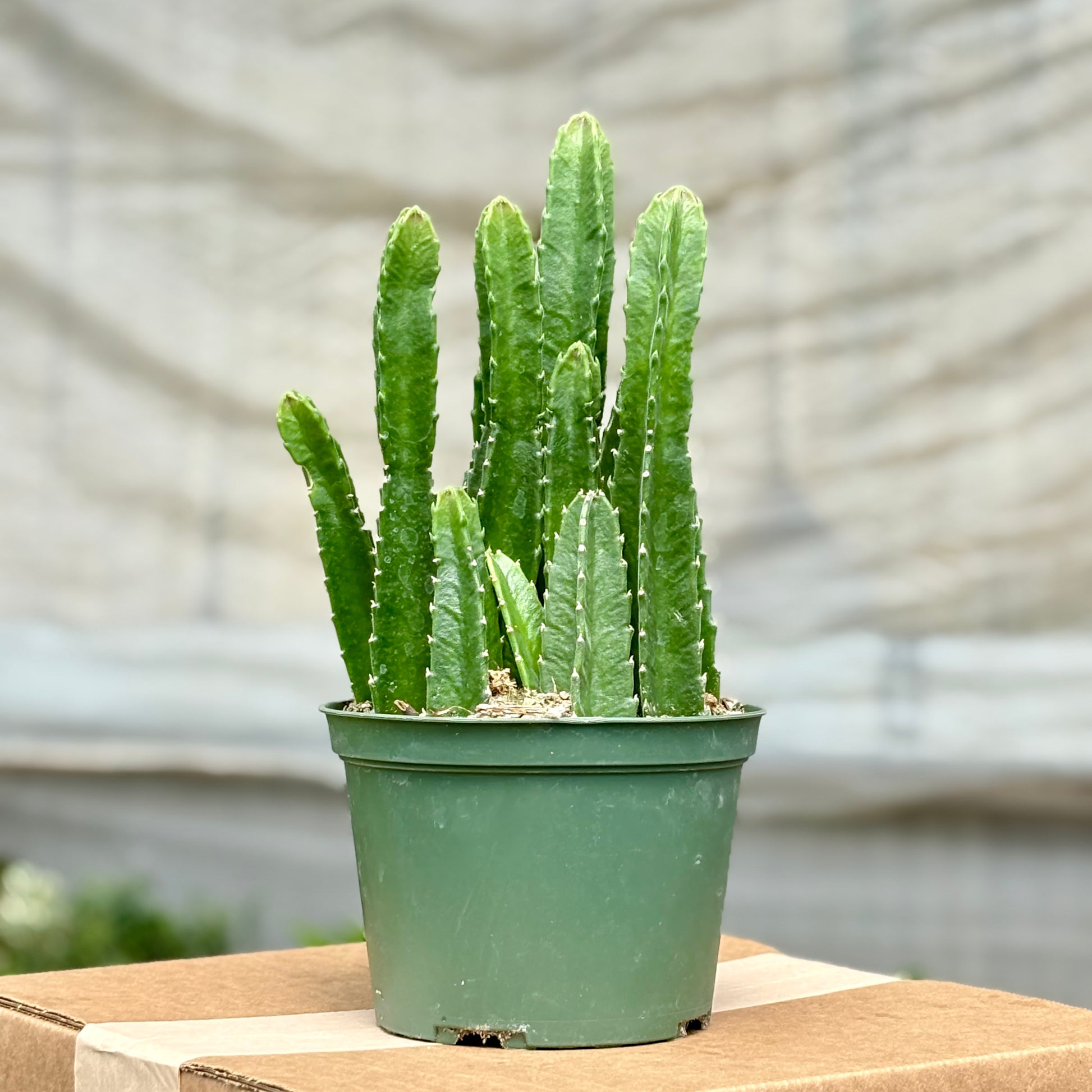 succulents stapelia Cactus Stapelia Gigantea (Starfish)