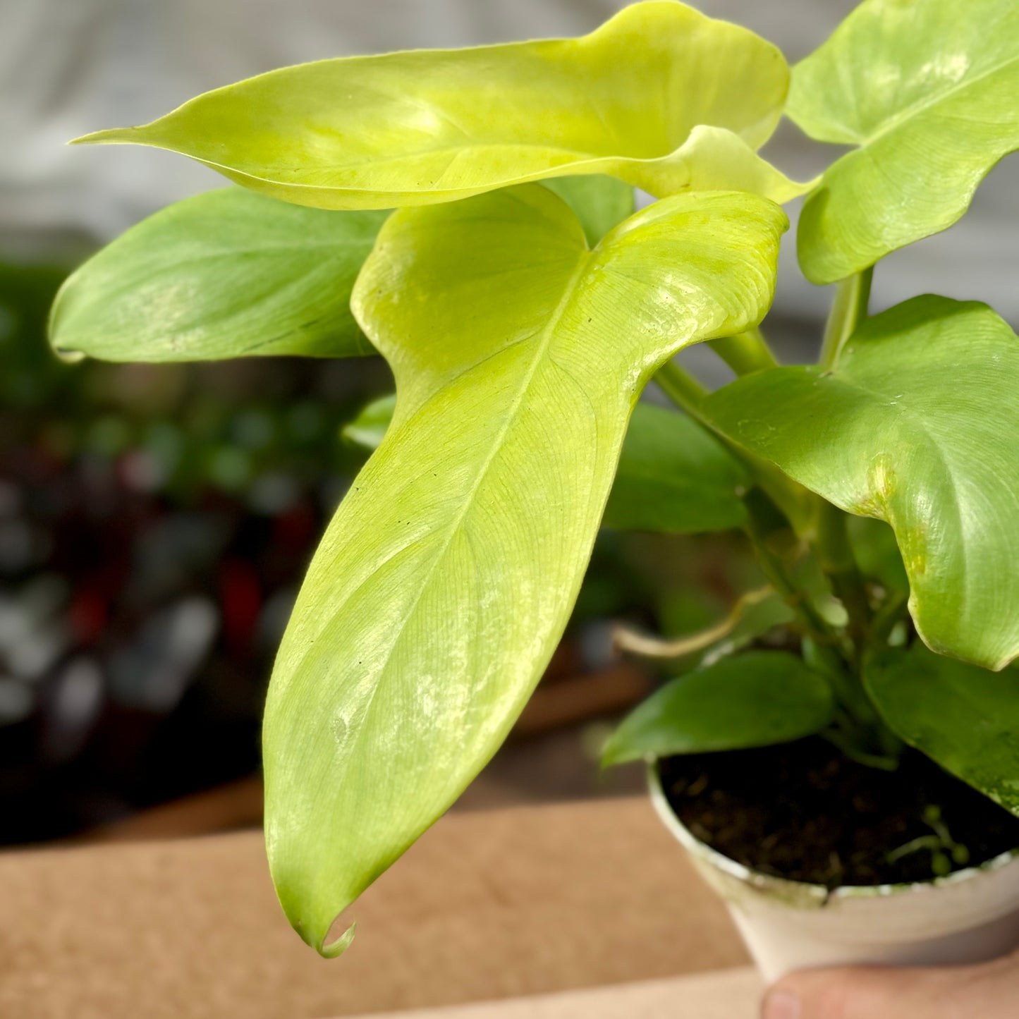 philodendron bipennifolium 'gold violin' Philodendron Gold Violin