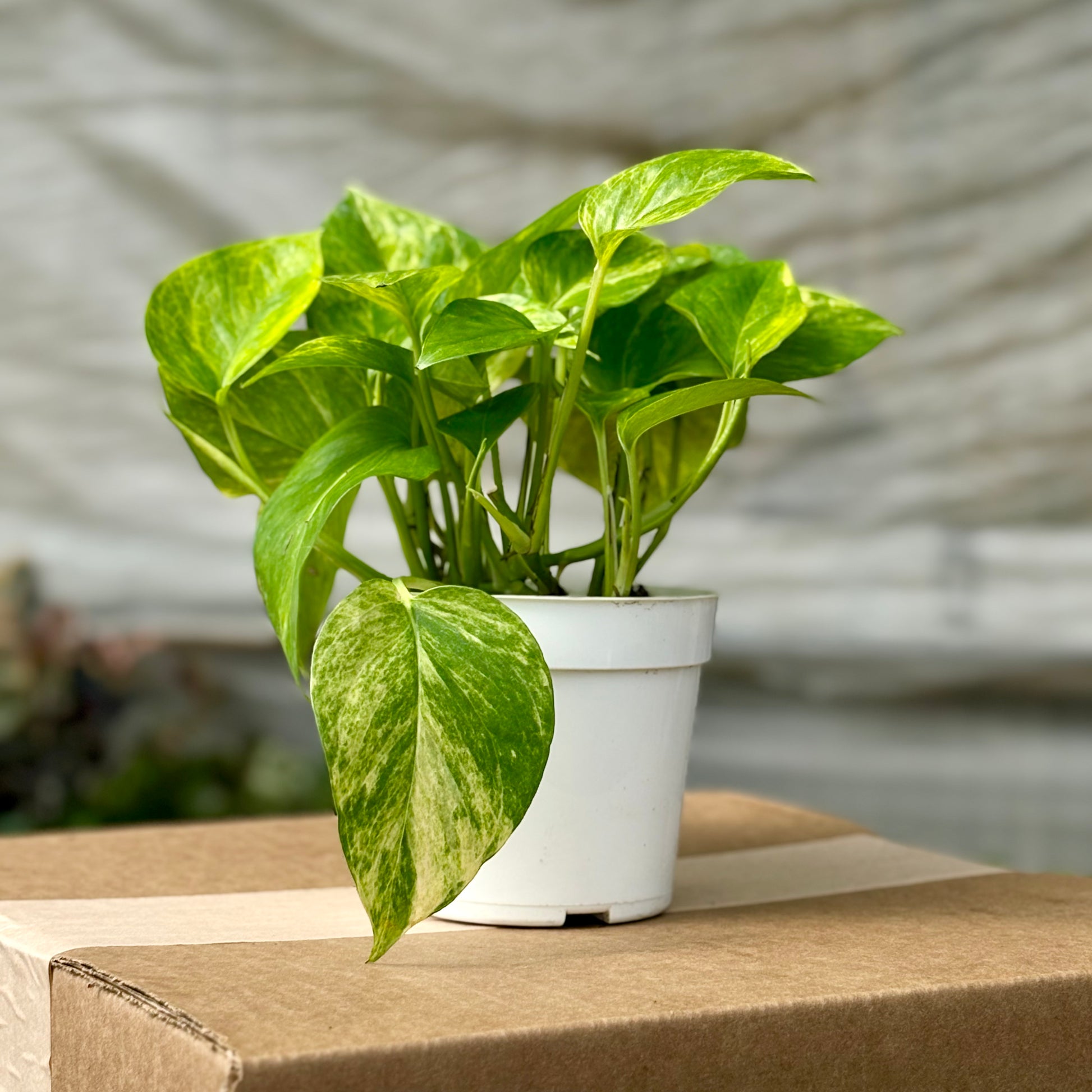 neon queen pothos Pothos Scindapsus 'Neon Queen' 4" Pot