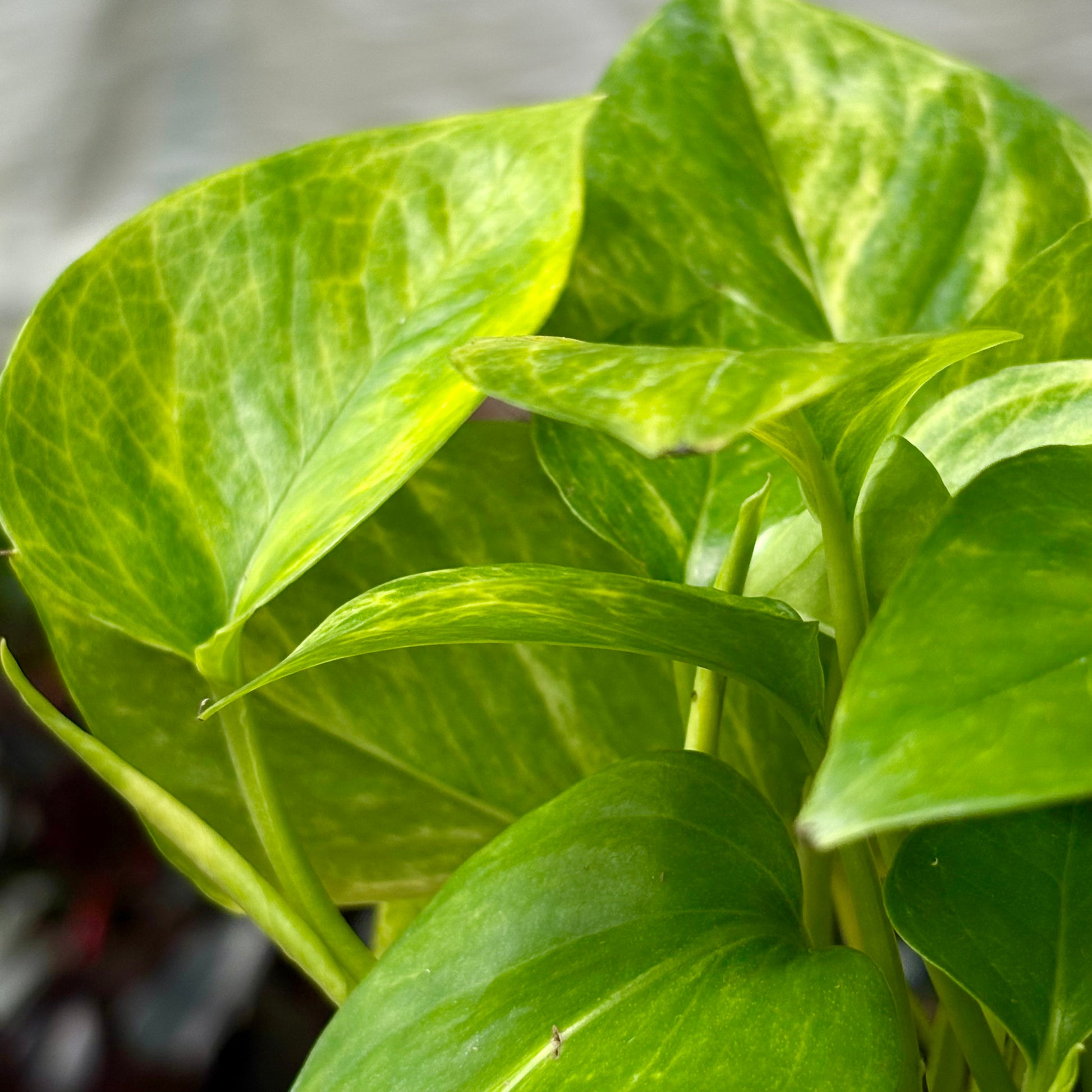 neon queen pothos Pothos Scindapsus 'Neon Queen' 4" Pot