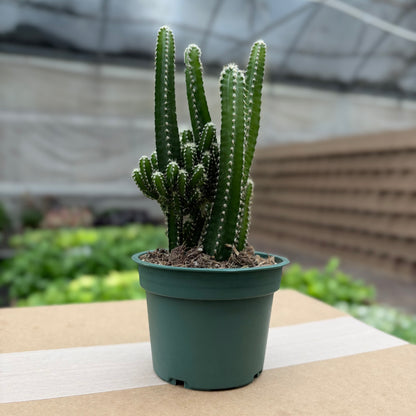 Cactus Fairy Castle (Succulent)