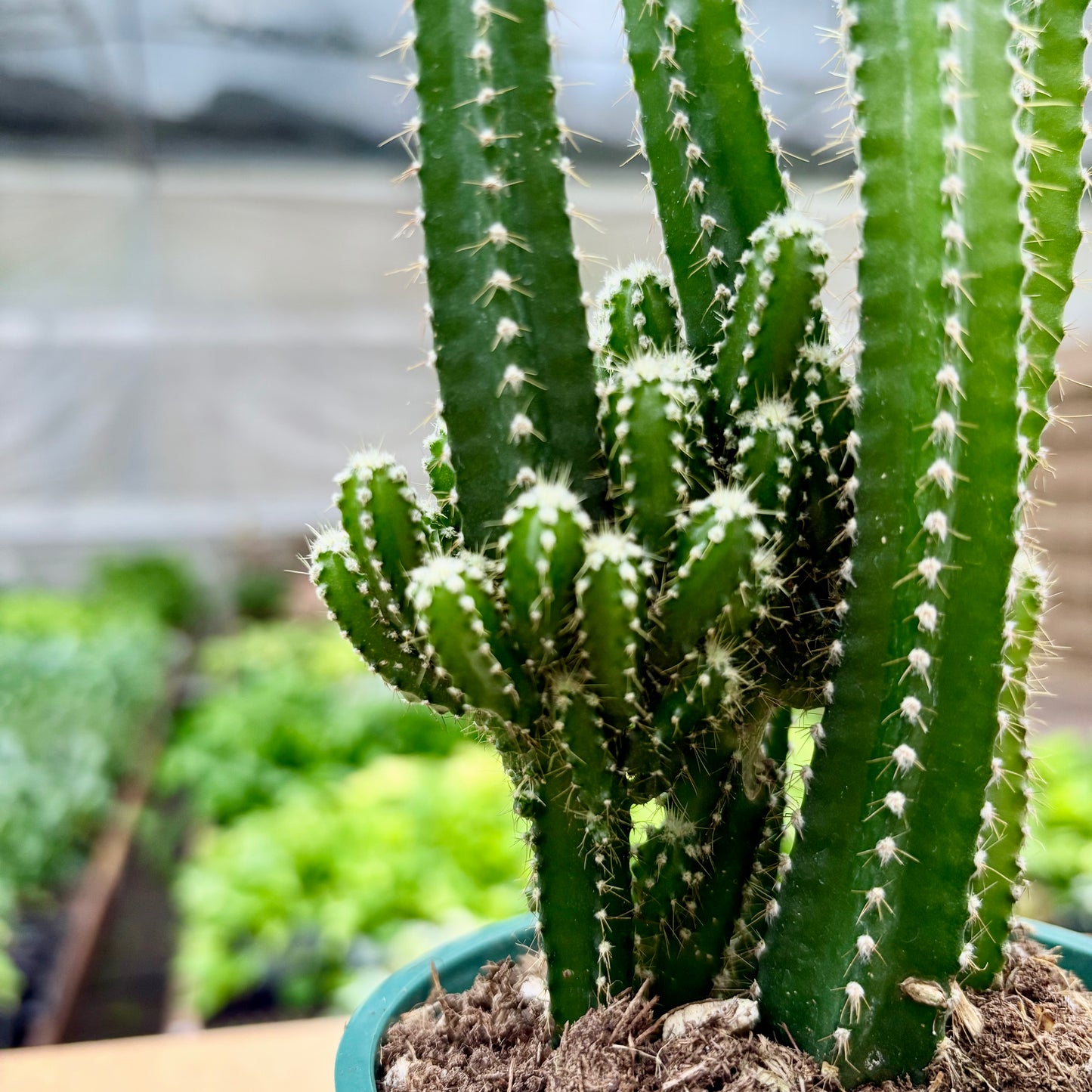 castle succulent Cactus Fairy Castle (Succulent)
