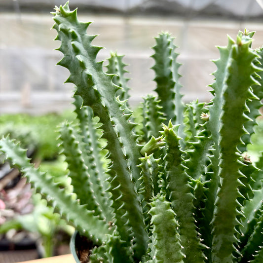 Cactus Lifesaver (Succulent)