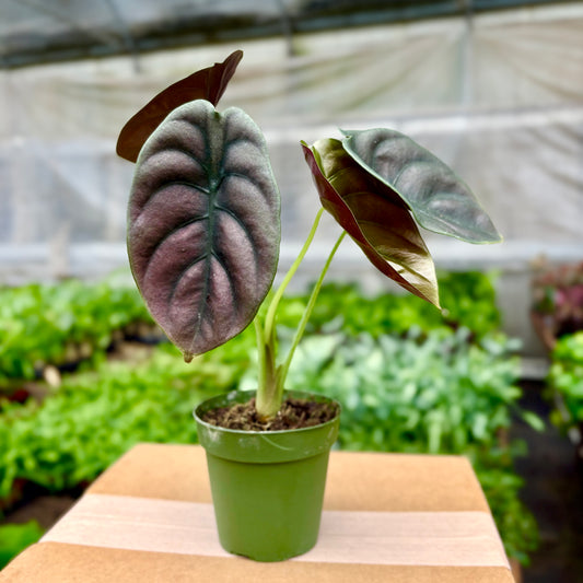 Alocasia Red Secret