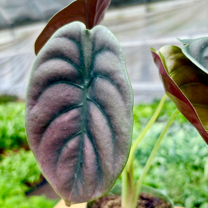 Alocasia Red Secret