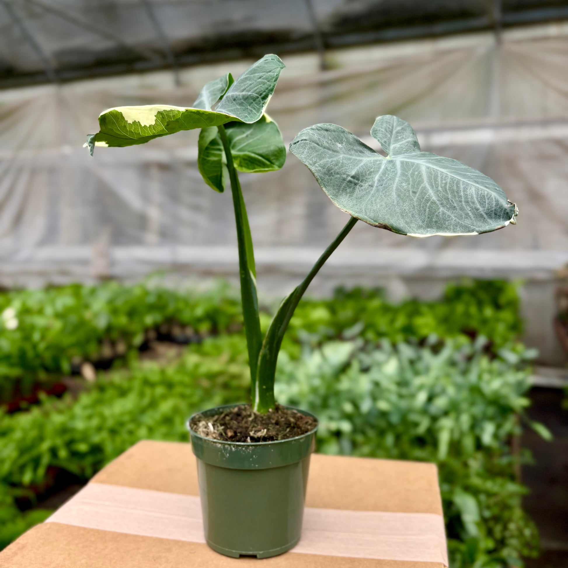 mickey mouse plant indoor Alocasia Mickey Mouse