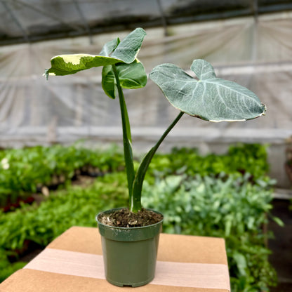 Alocasia Mickey Mouse