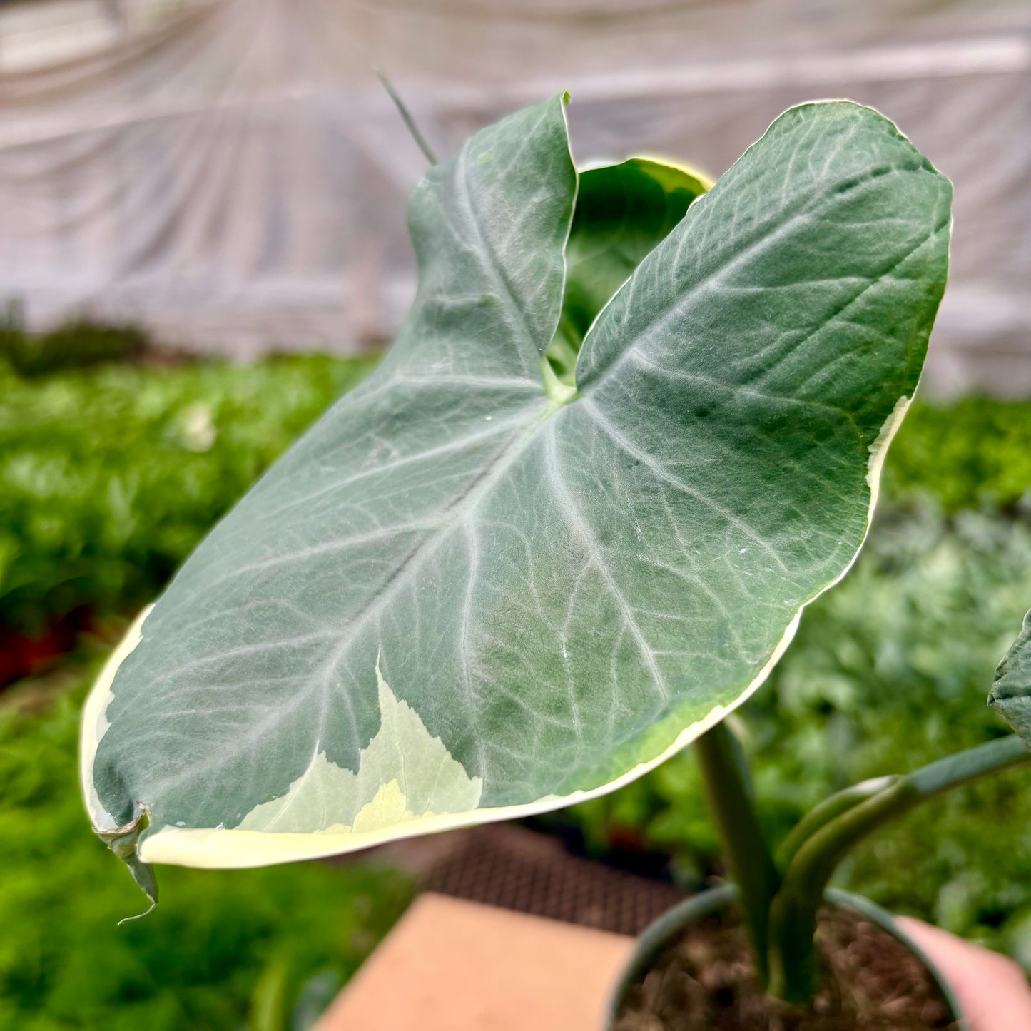 mickey mouse elephant ear plant Alocasia Mickey Mouse – Plants-Zen