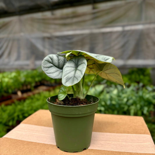 Alocasia Silver Dragon