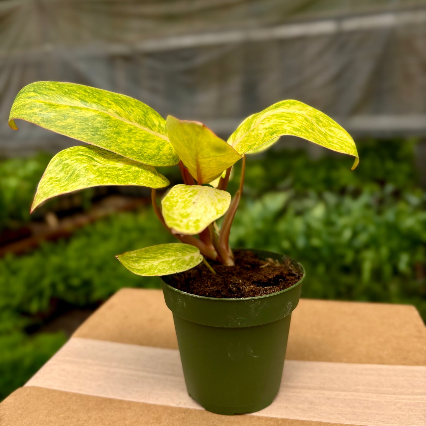 Philodendron Painted Lady