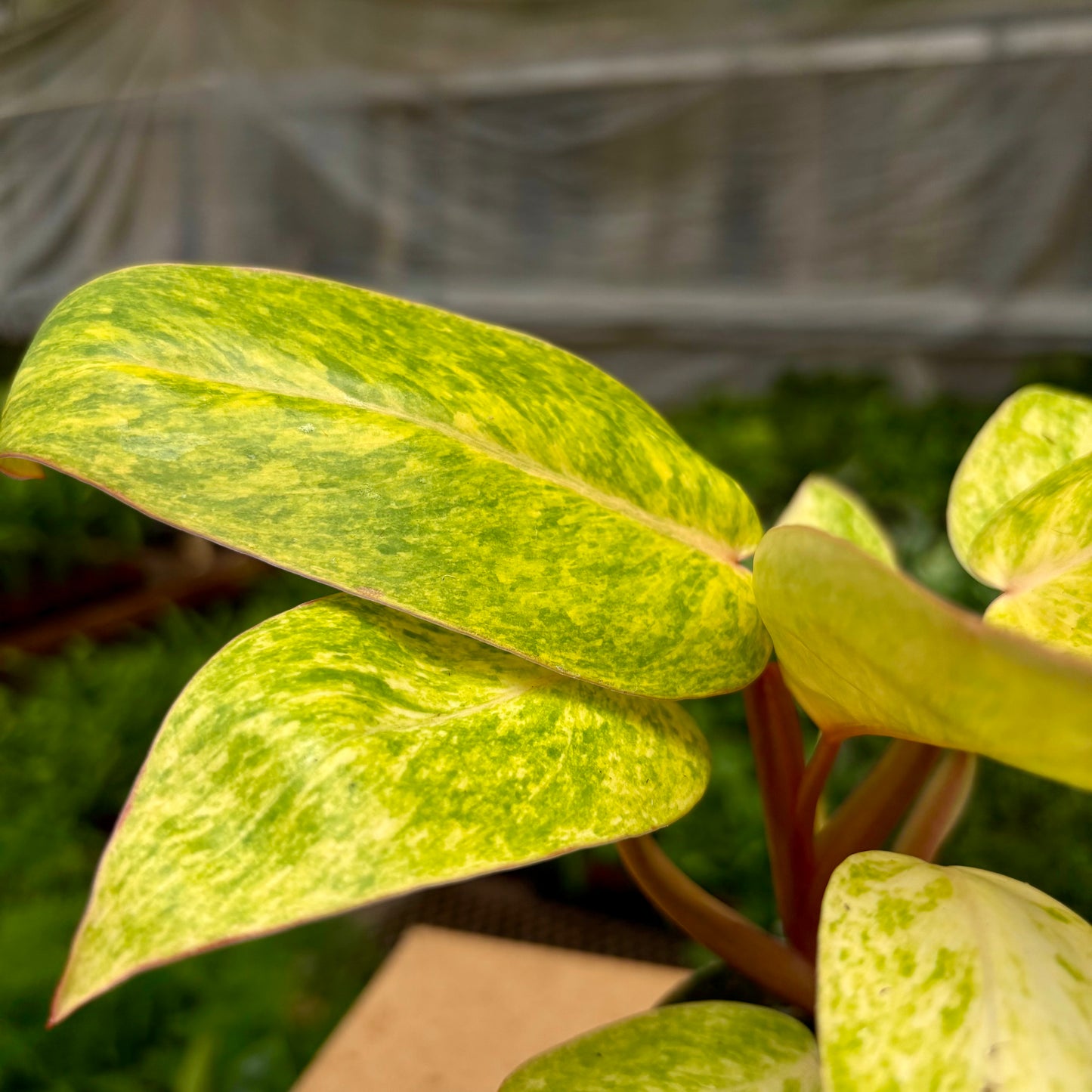 Philodendron Painted Lady