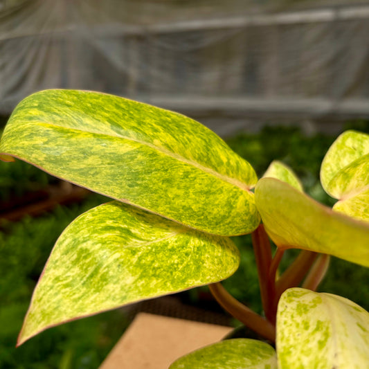 Philodendron Painted Lady