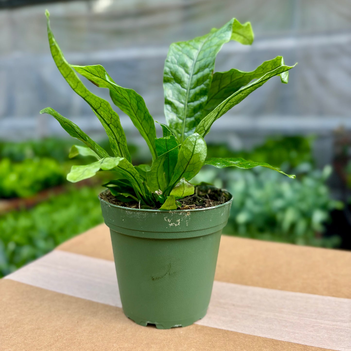 Pet Friendly - Fern Crocodile - May