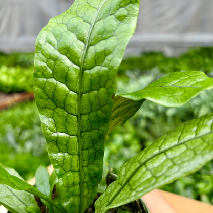Pet Friendly - Fern Crocodile - May