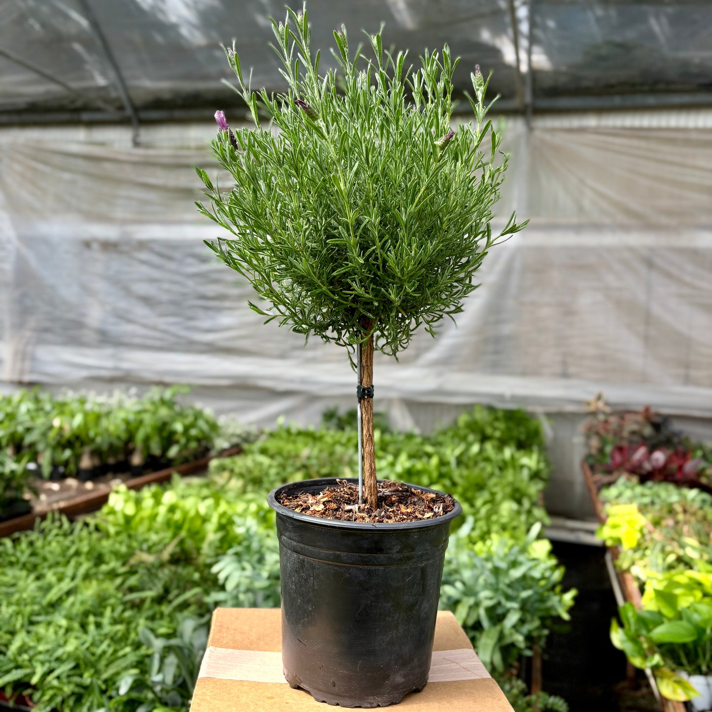 Árbol del dinero (trenza de pachira) 