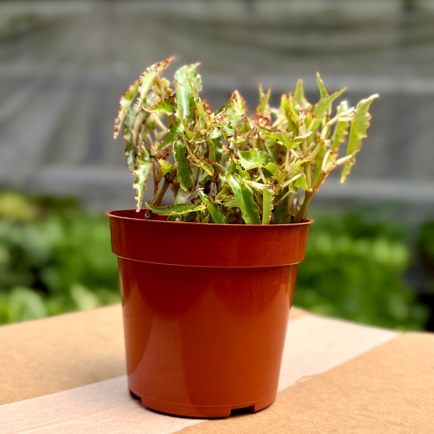Begonia Pink Spotted