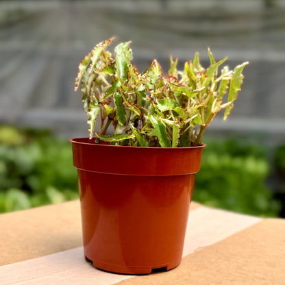 Begonia Pink Spotted