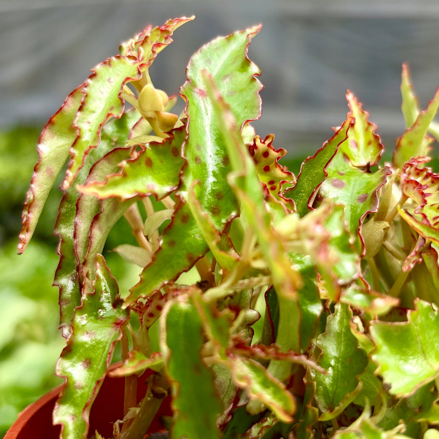 Begonia Pink Spotted
