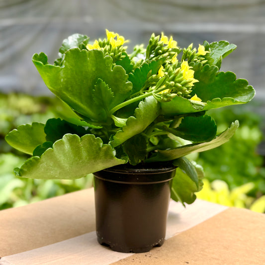 Kalanchoe Yellow