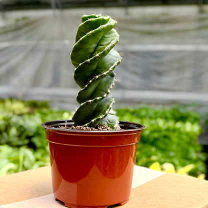 succulents cereus spiralis Cactus Spiralis – Plants-Zen