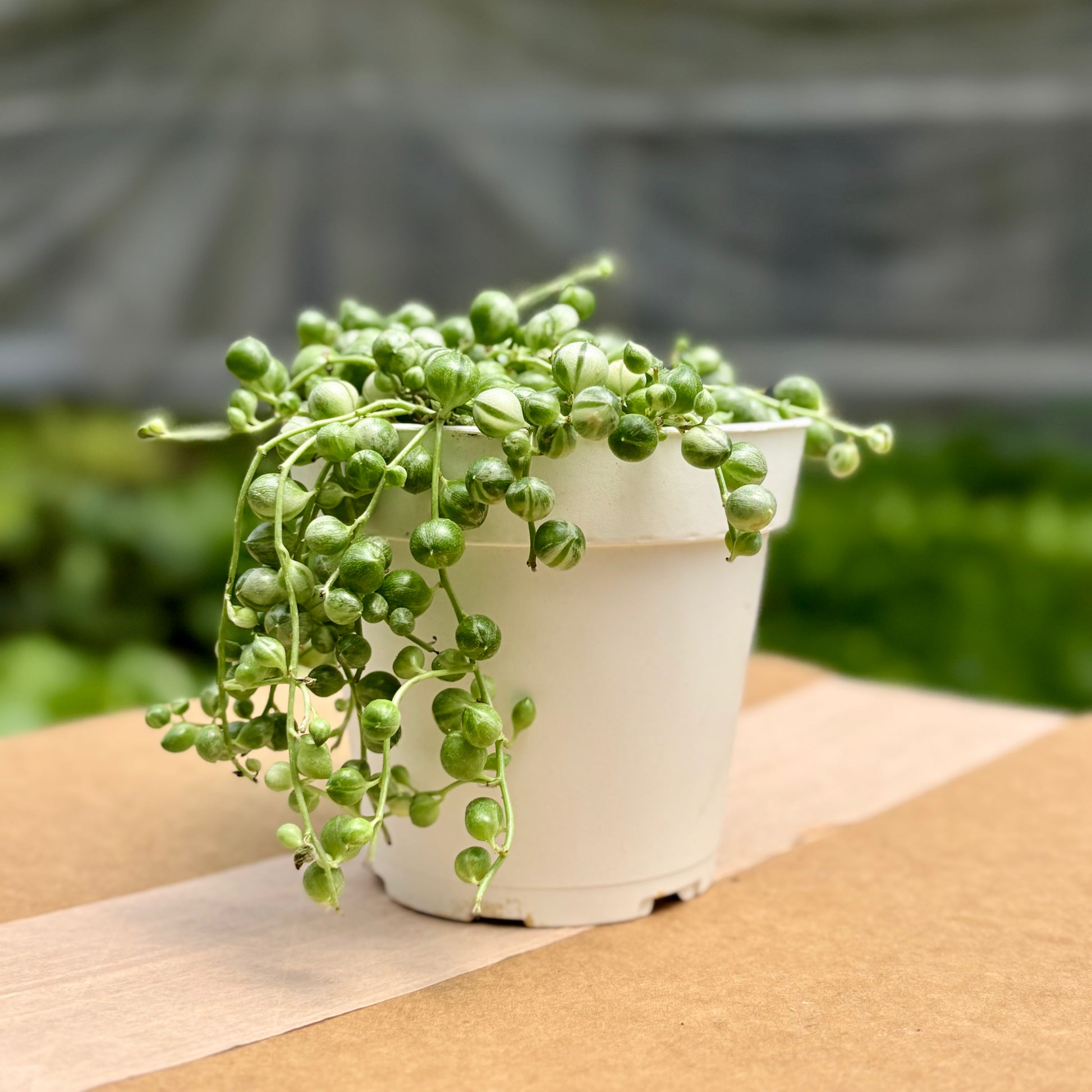 variegated pearls succulent Variegated String of Pearls - Rare Trailing Succulent